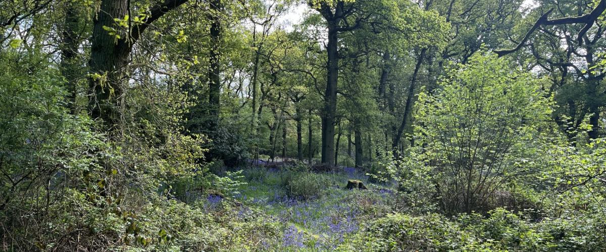 Ancient Woodland Surrounding Alne Wood Park
