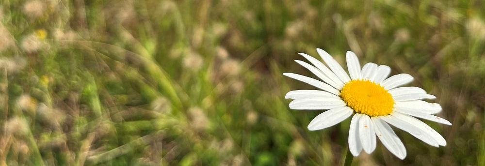 Ox-Eye Daisy with blurred grass background