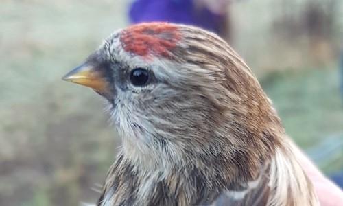 Close up of common redpoll bird head