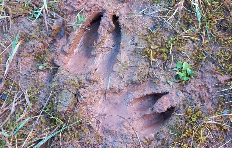 Deer tracks in thick mud.
