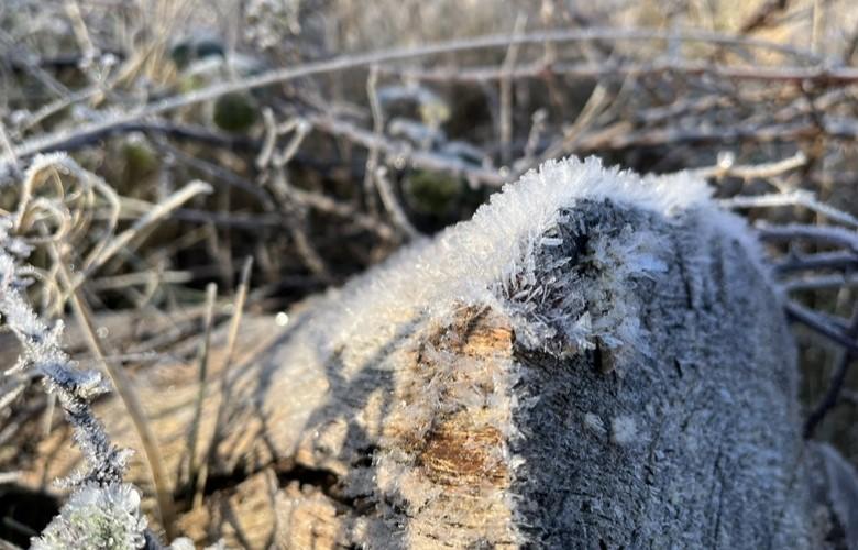 Ice crystal covered log in long grass. 
