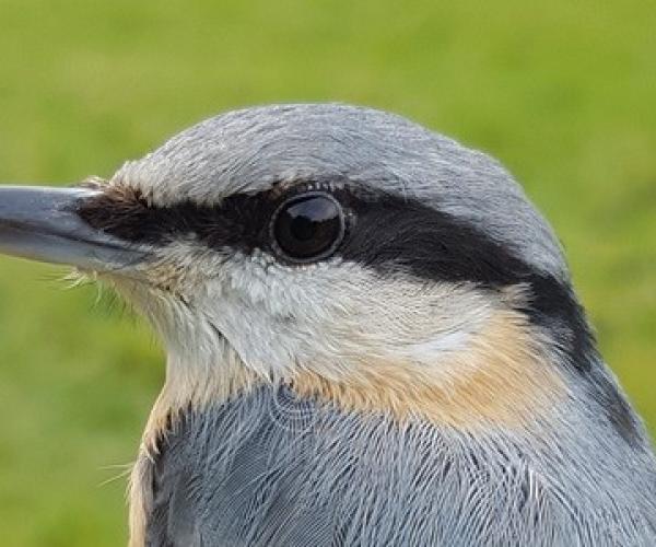 Close up of head and upper body of nuthatch bird
