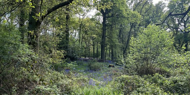 Ancient bluebell woodlands