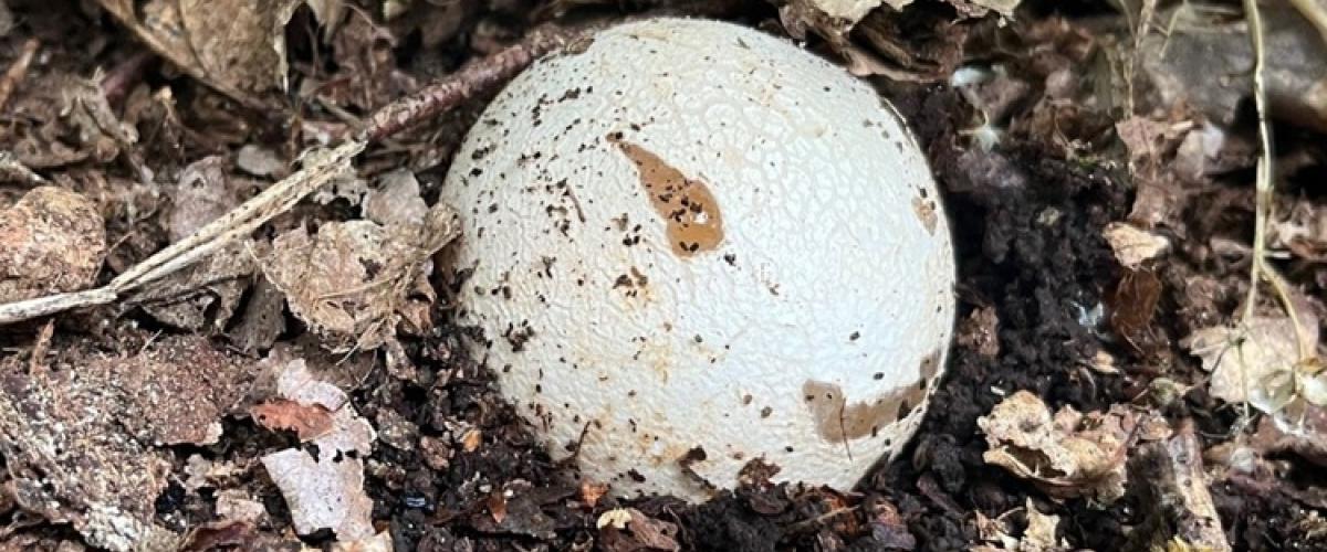 Witches egg fungus growing out of some earth 