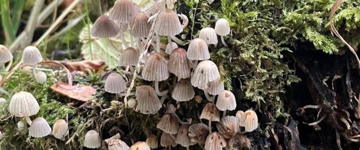 Cluster of mushrooms growing out of a tree trunk