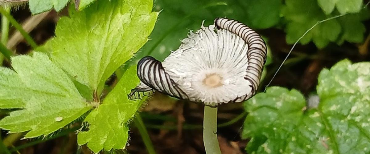 Mushroom in leaves on forest floor