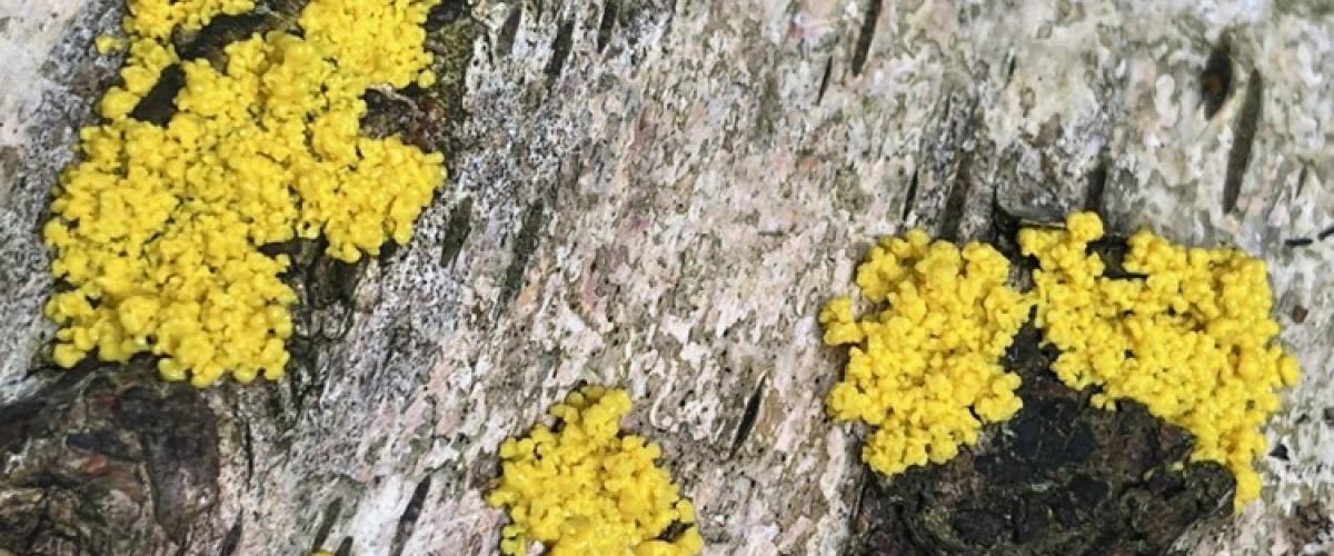 Yellow fungus mould growing on a log