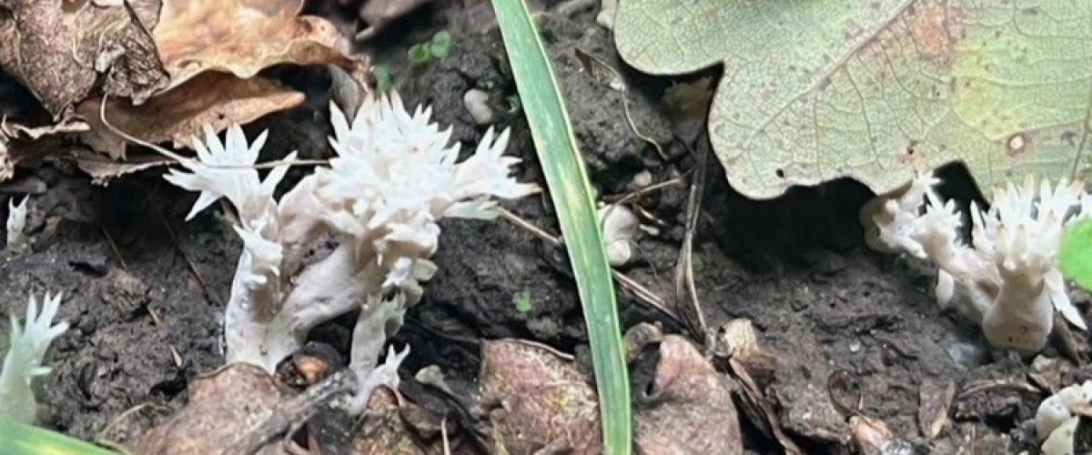 Small fungus on forest floor