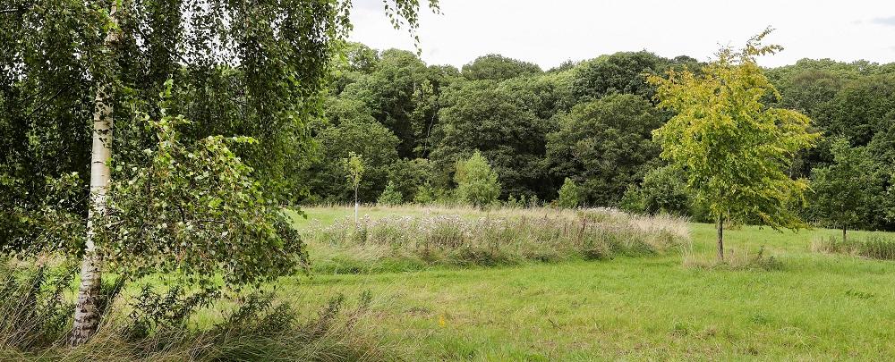 Wildflower patch with birch tree in foreground. 