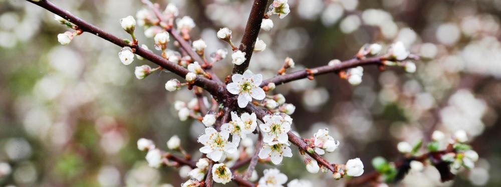 Tree Blossom with rain on