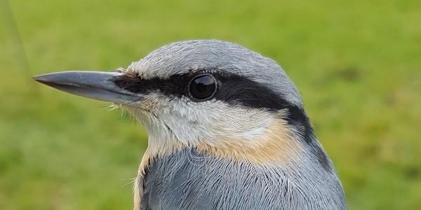 Close up of head and upper body of nuthatch bird