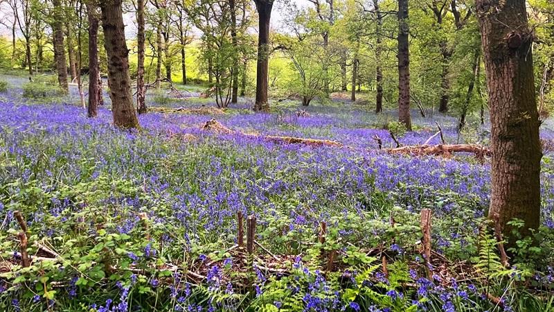 Bluebells in Alne Wood Park