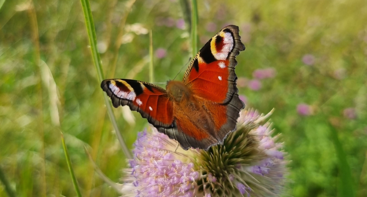 A peacock butterfly