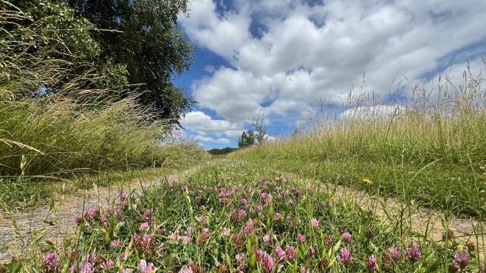 A ground level view of a cluster of clover on a track through grassland.