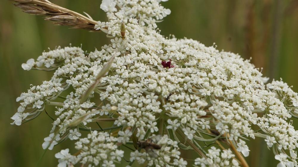 Close up of head of Wild Carrot plant