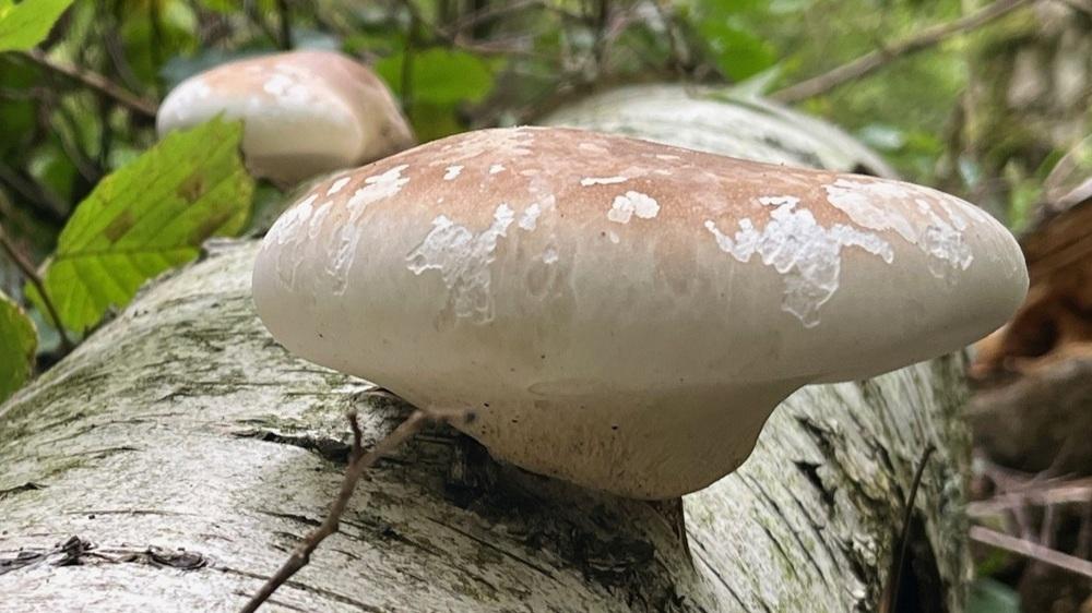 Fungus growing out of a log in the woods