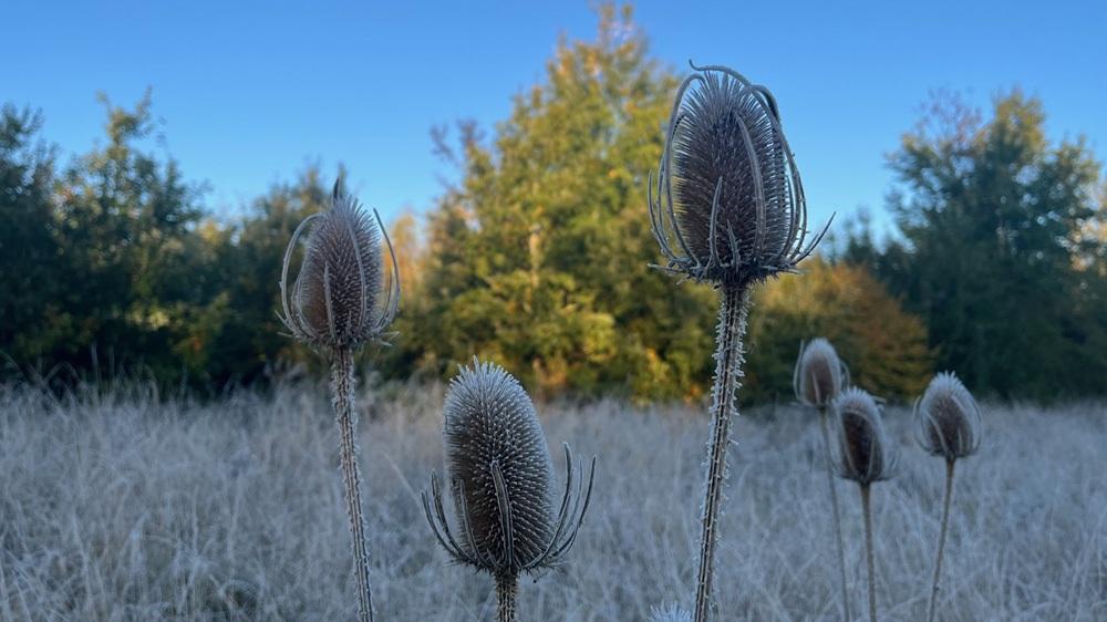 Teasels in frosty field with sunlight on distant autumnal tree