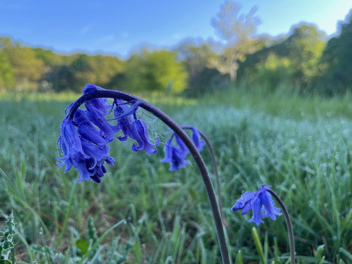 Close up of bluebell in field