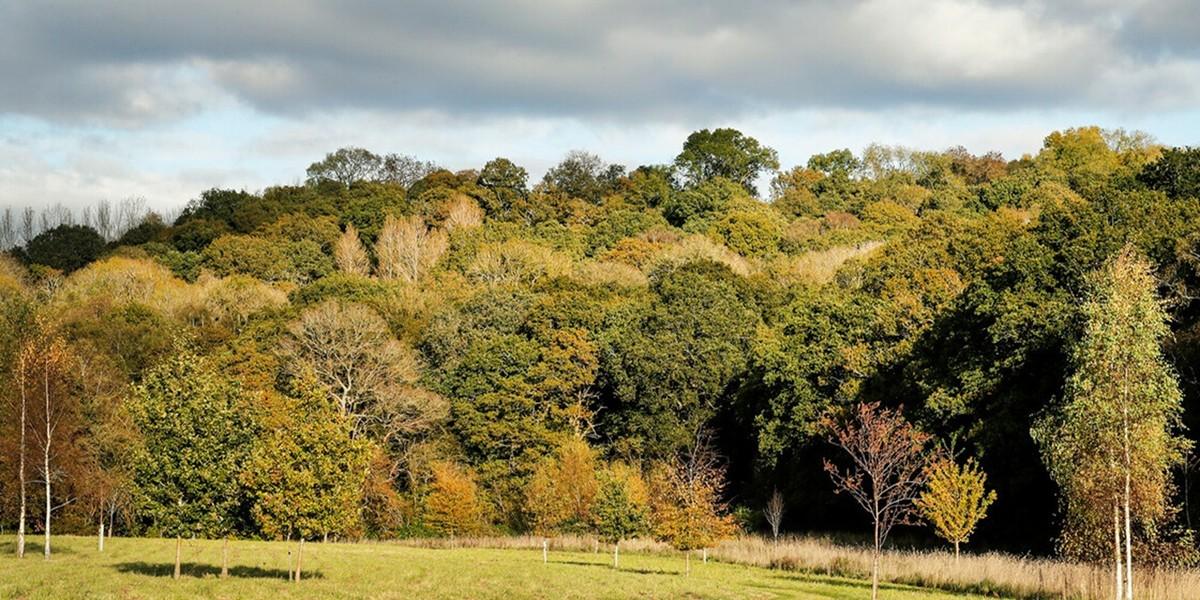 Landscape view at Alne Wood Park