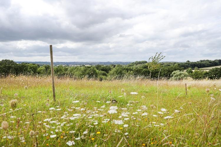 View across Alne Wood Park with wildflowers