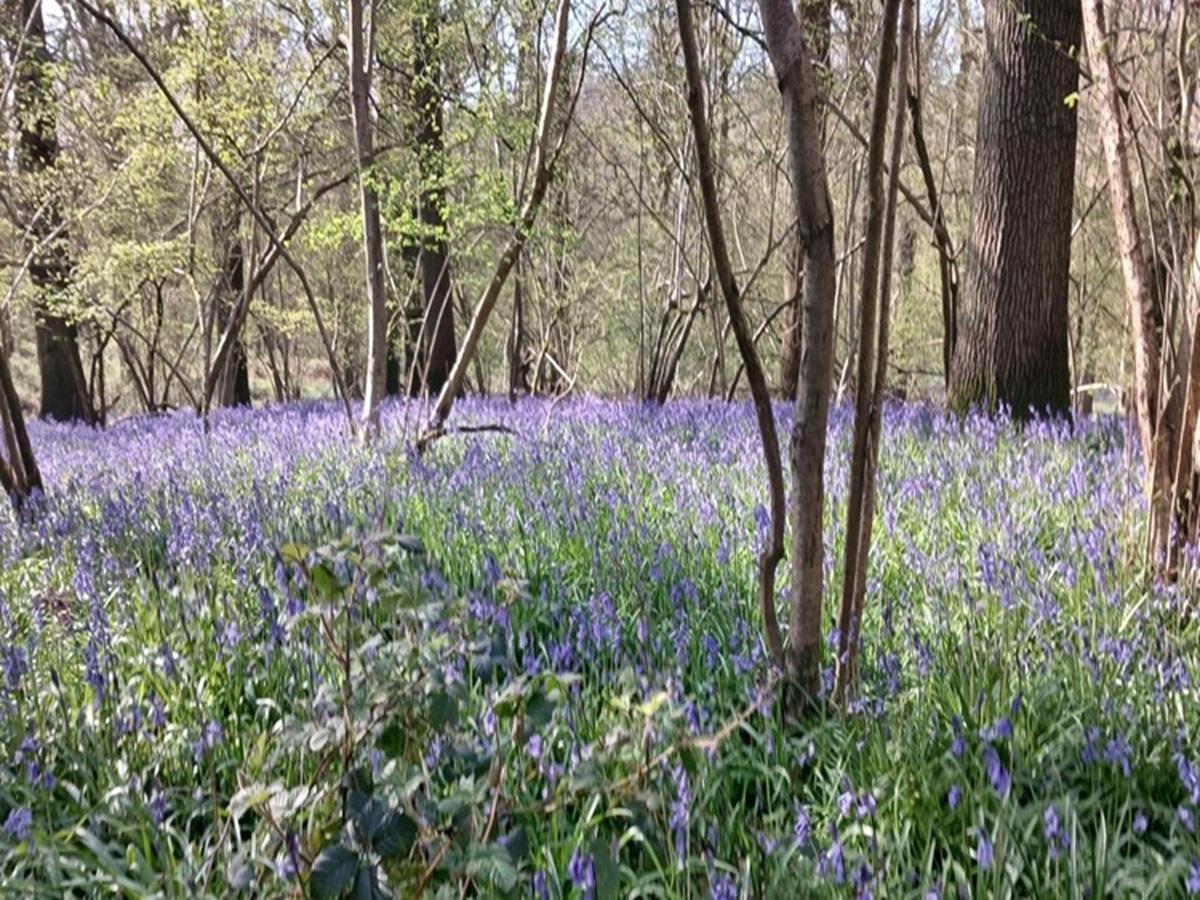 Image of woodland with bluebells
