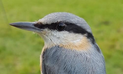 Close up of nuthatch bird head