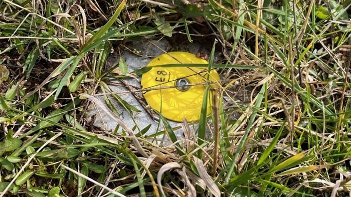 Ground level survey marker hidden in grass