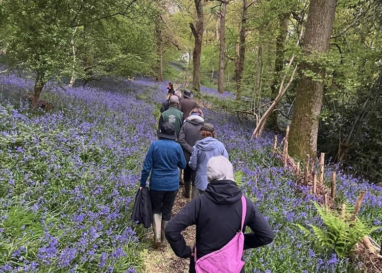 People walking in a bluebell woodland