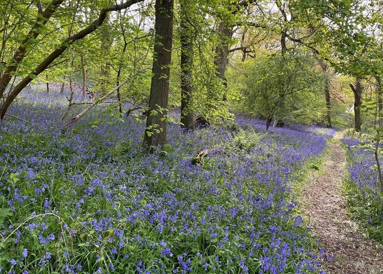 Path through bluebell covered woodland