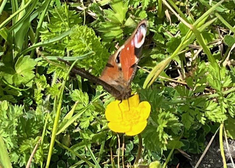 Peacock butterfly on yellow flower in grass