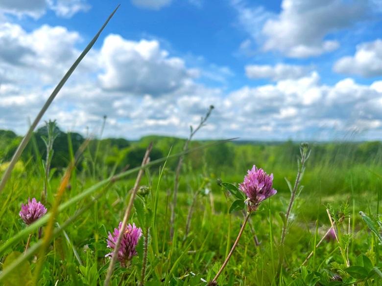 Red Clover in the meadow