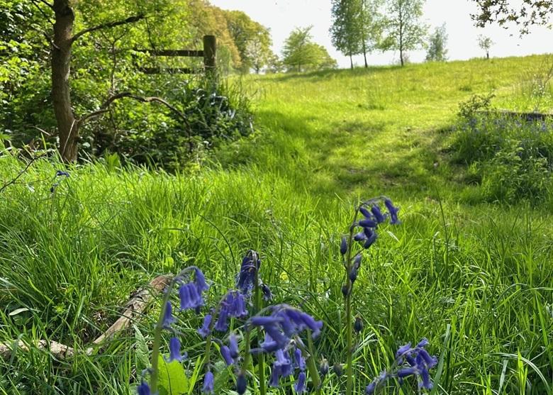 bluebells in foreground with fence and field in background