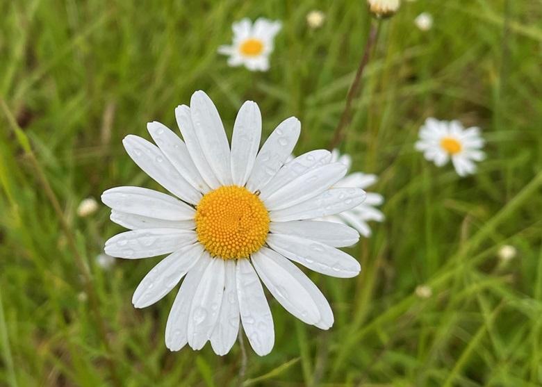 Rain on ox-eye daisy