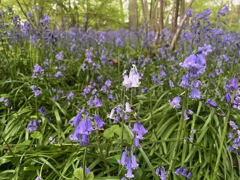 White bluebell