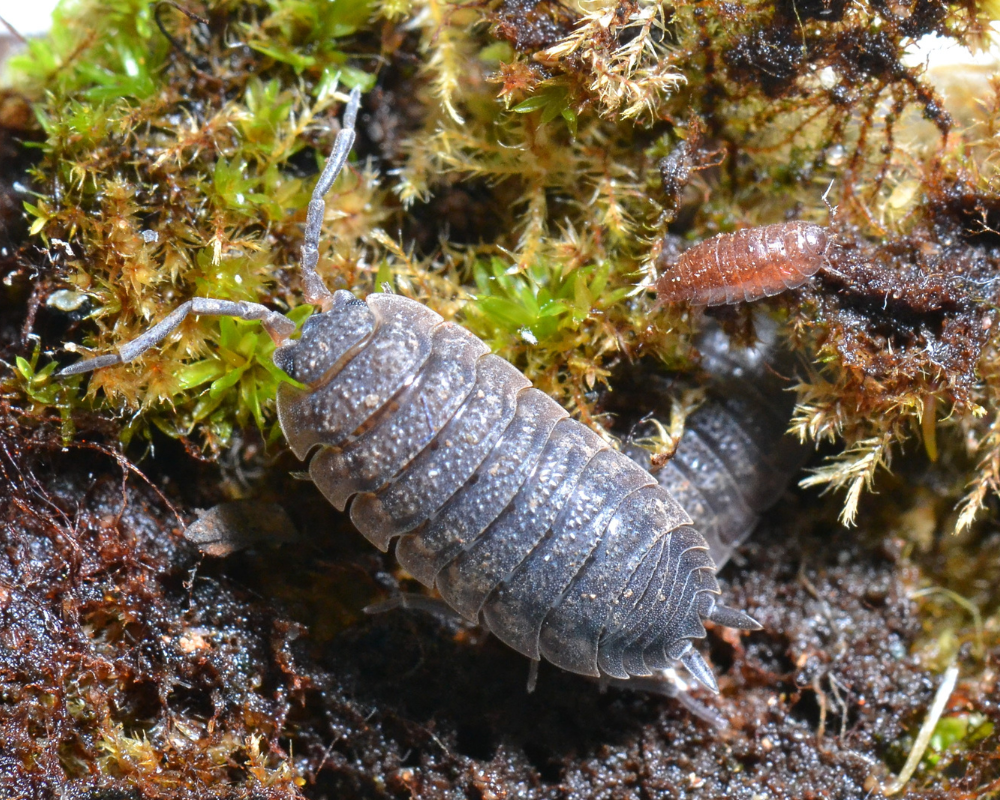 Woodlice