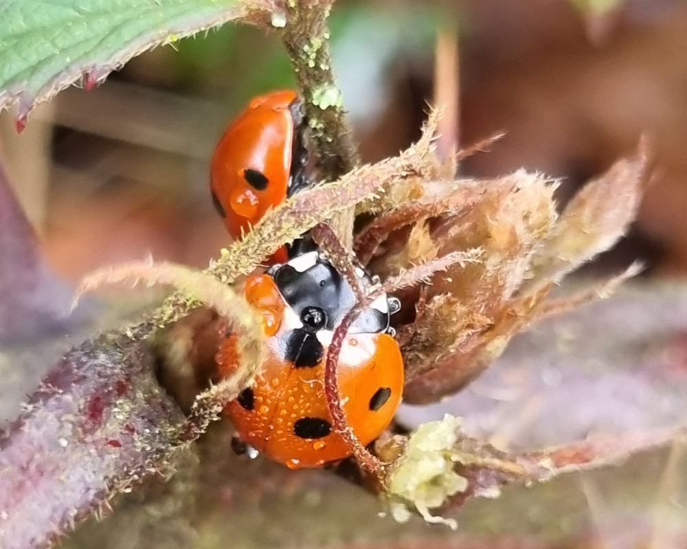 Two seven spot ladybirds