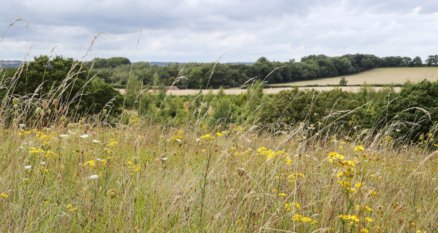 An array of wildflowers in the foreground with mature trees bordering the burial ground behind.