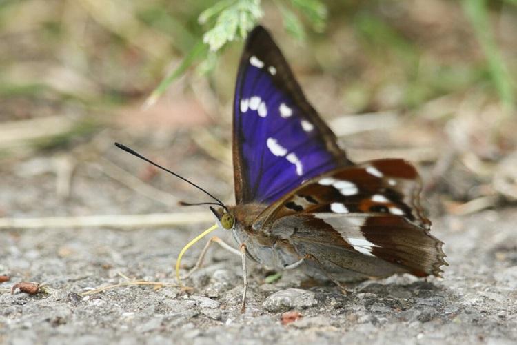 Purple emperor butterfly feeding on pathway