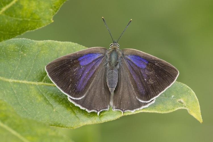 Purple hairstreak butterfly on a leaf