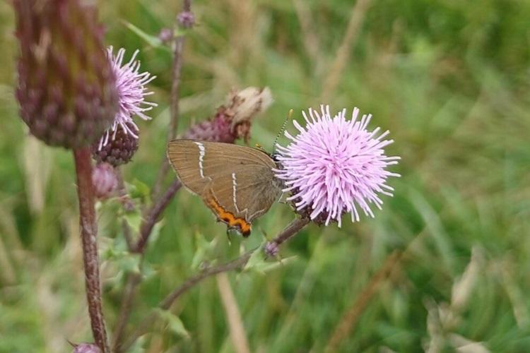 White letter hairstreak butterfly on thistle flower