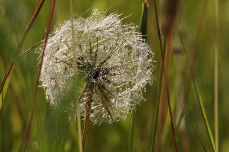 A close up photo of dandelion seeds on stalk.