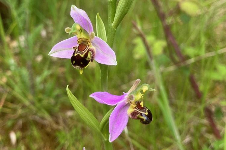 Bee orchids in meadow grass