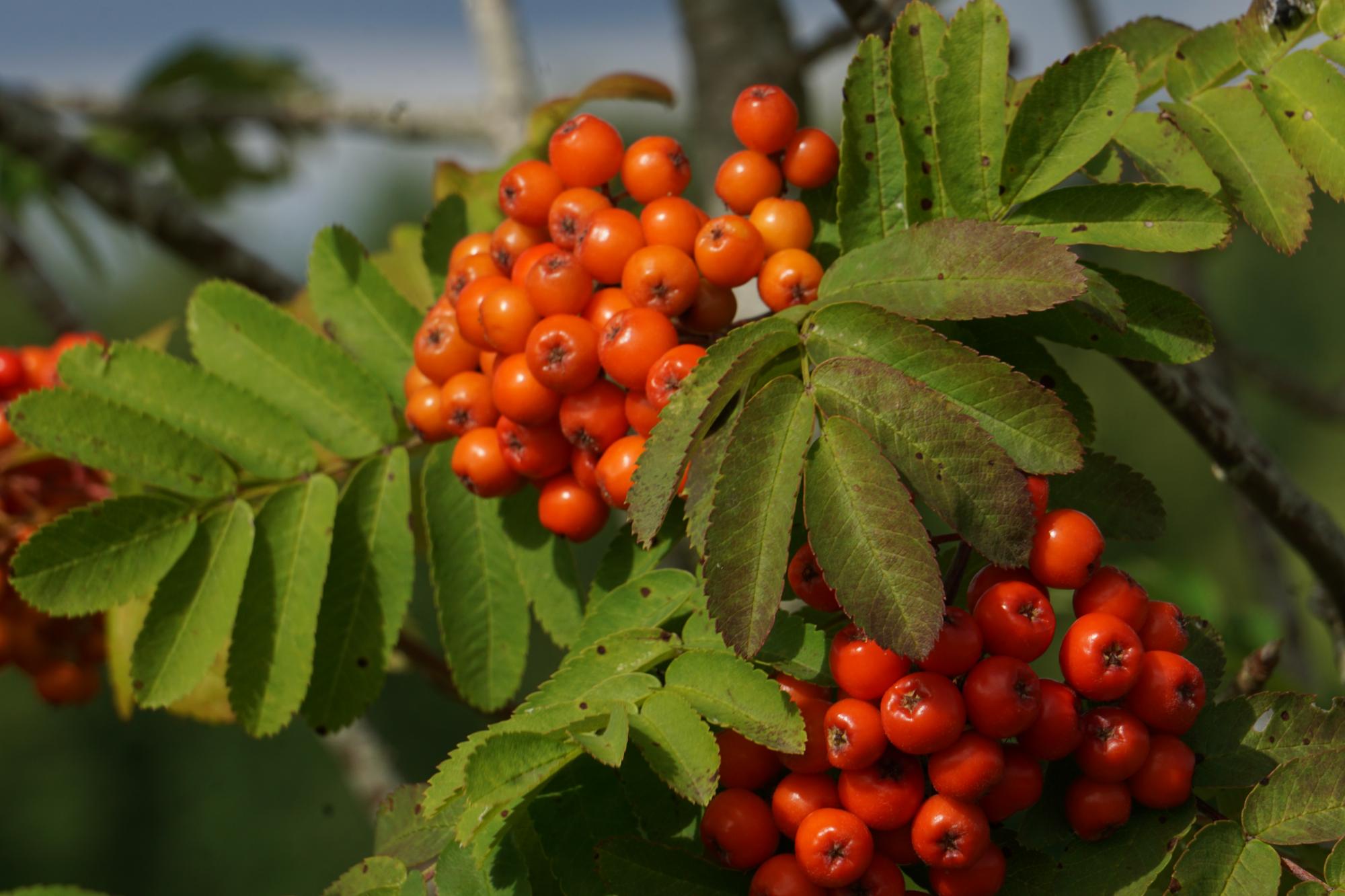 Rowan tree leaves and berries