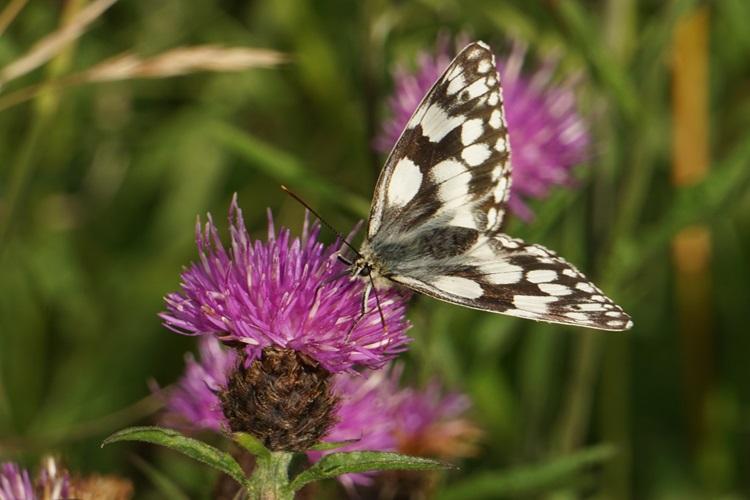 Marble white butterfly on knapweed