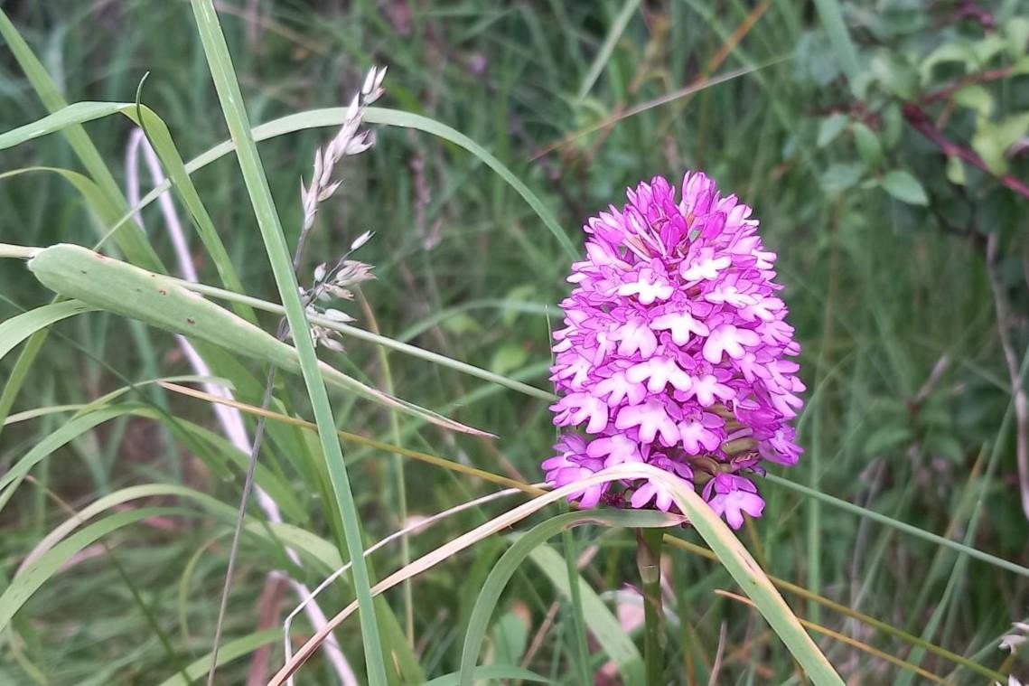 Pyramidal Orchid in grass at edge of hedgerow