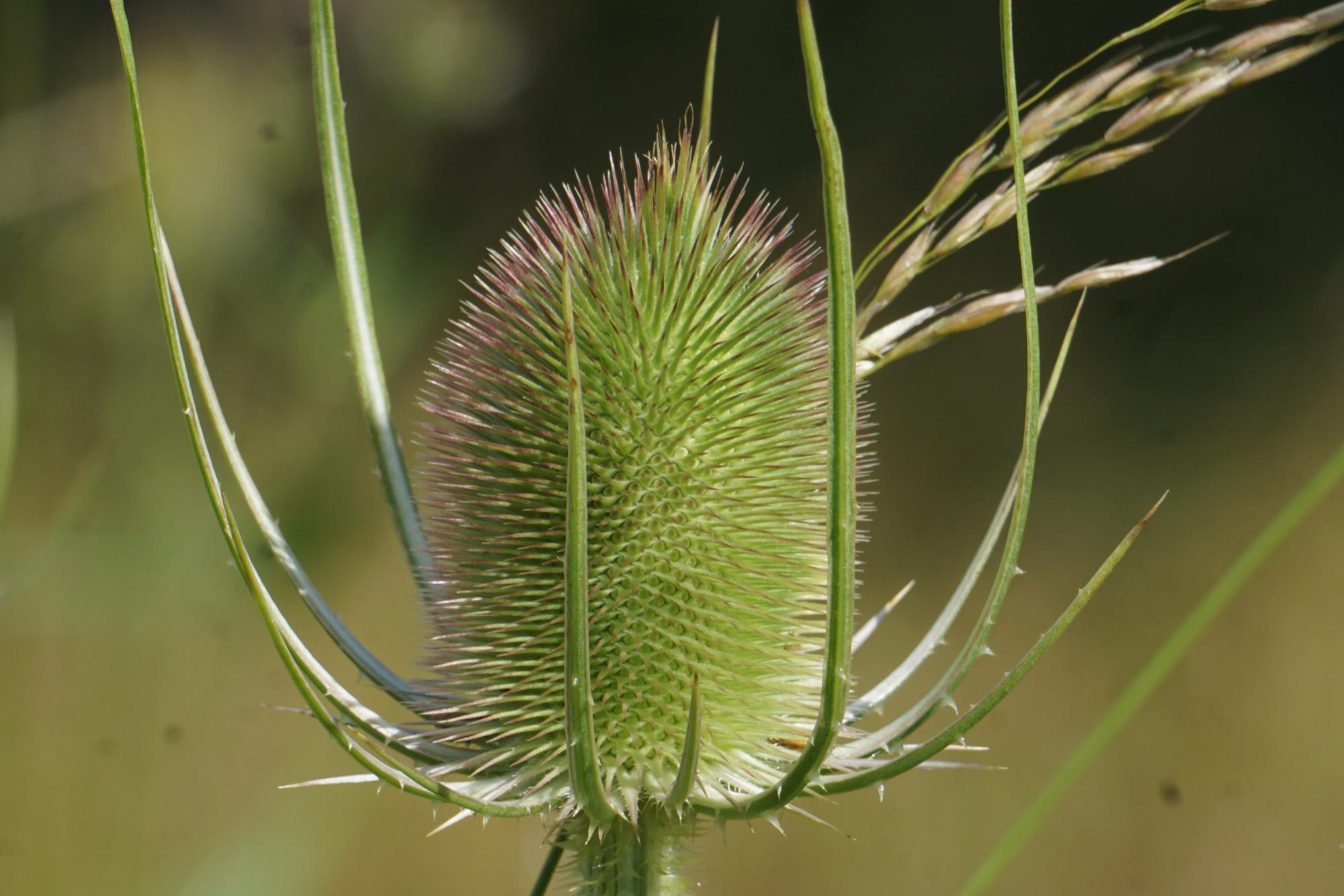 Close up of Teasel head