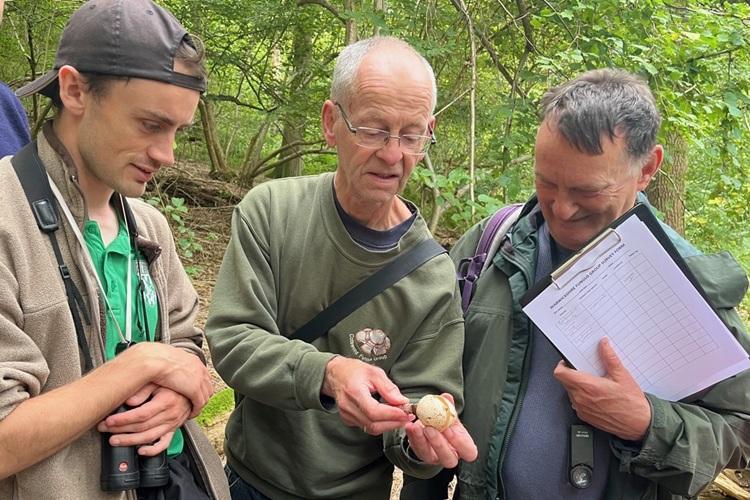 Three men in woodland looking at a witches egg fungus. 