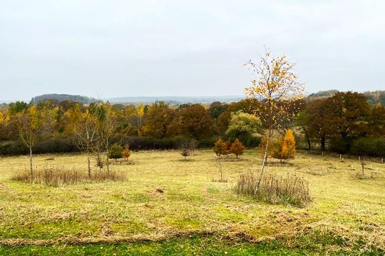 Recently cut grass with pockets of trees and distant woodland and view.