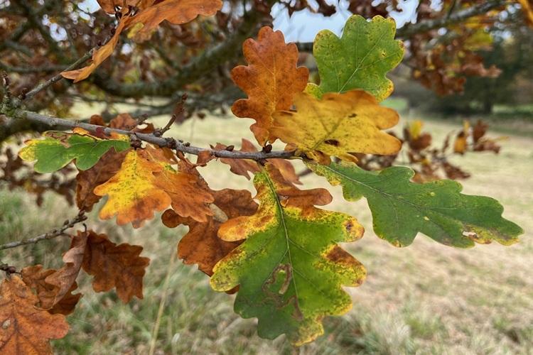 Autumn colours on oak leaves