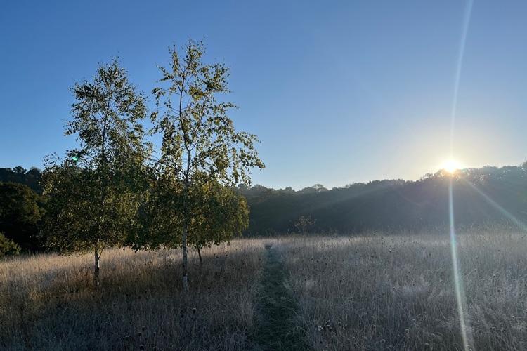 Sunrise over distant woodland with trees in foreground